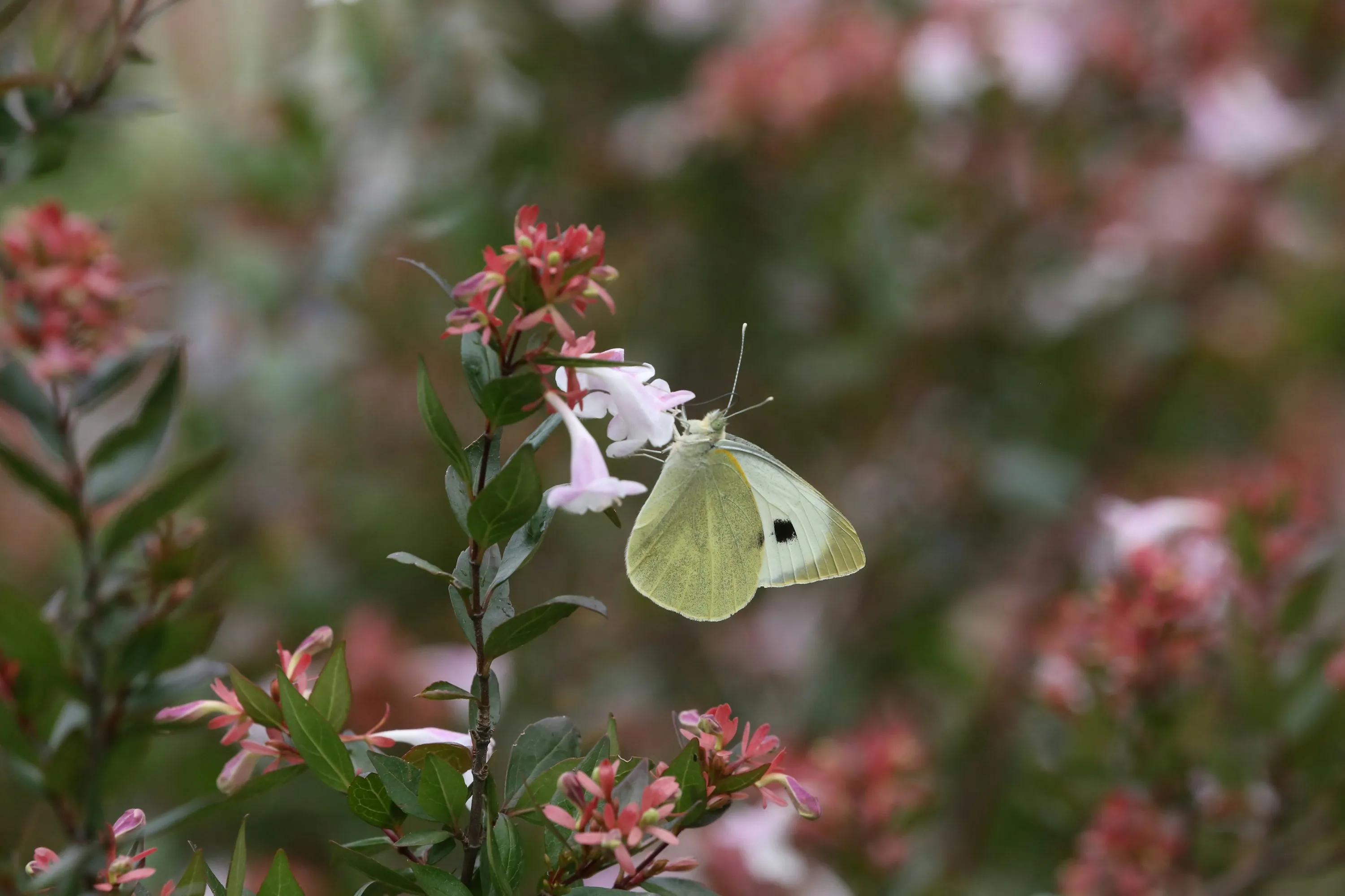 How to Travel to Bhutan from Moldova (2025): A Complete Guide to Visa, SDF, Flights, & Itineraries