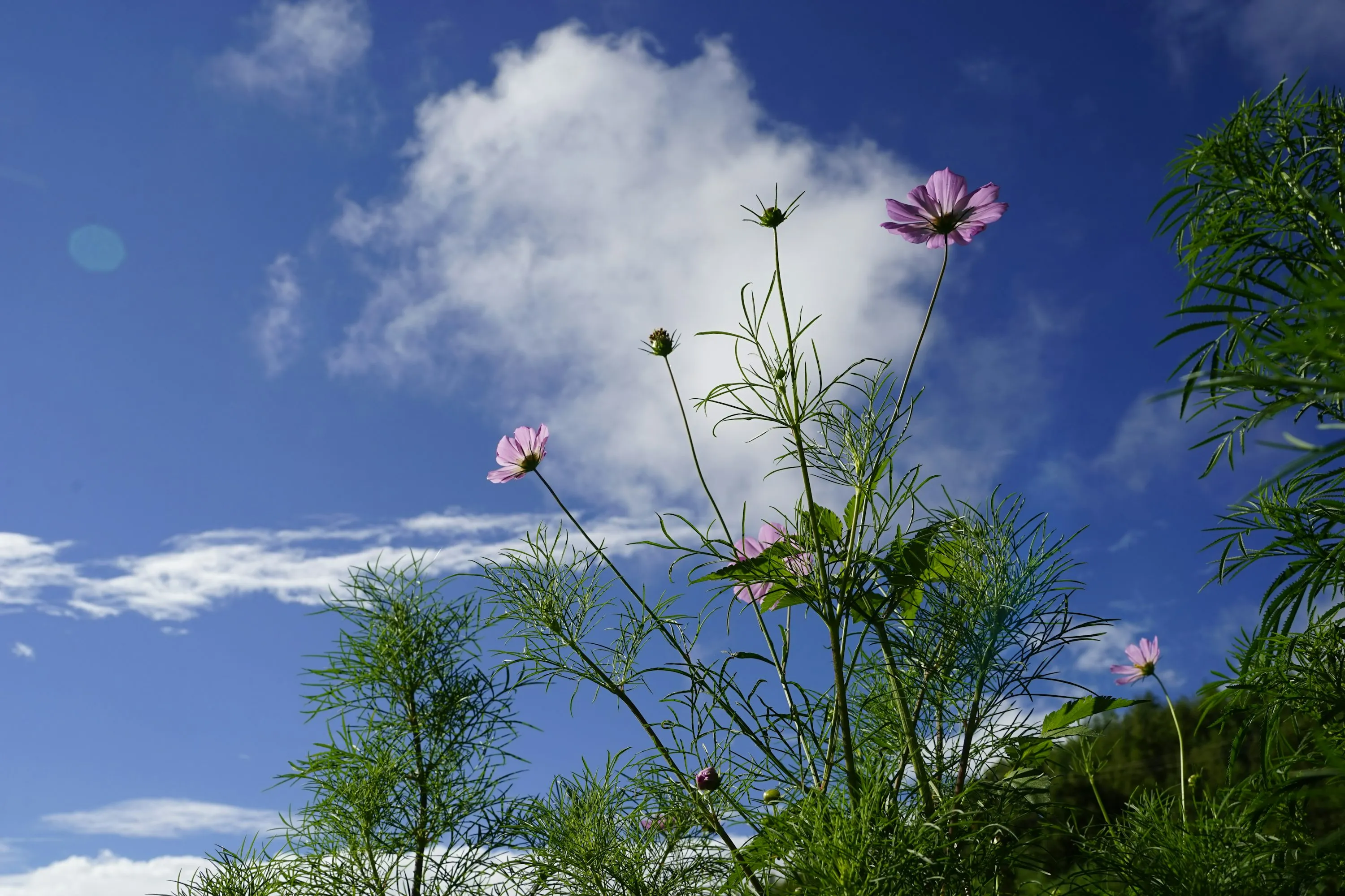 How to Travel to Bhutan from Russia (2025): A Complete Guide to Visa, SDF, Flights, & Itineraries