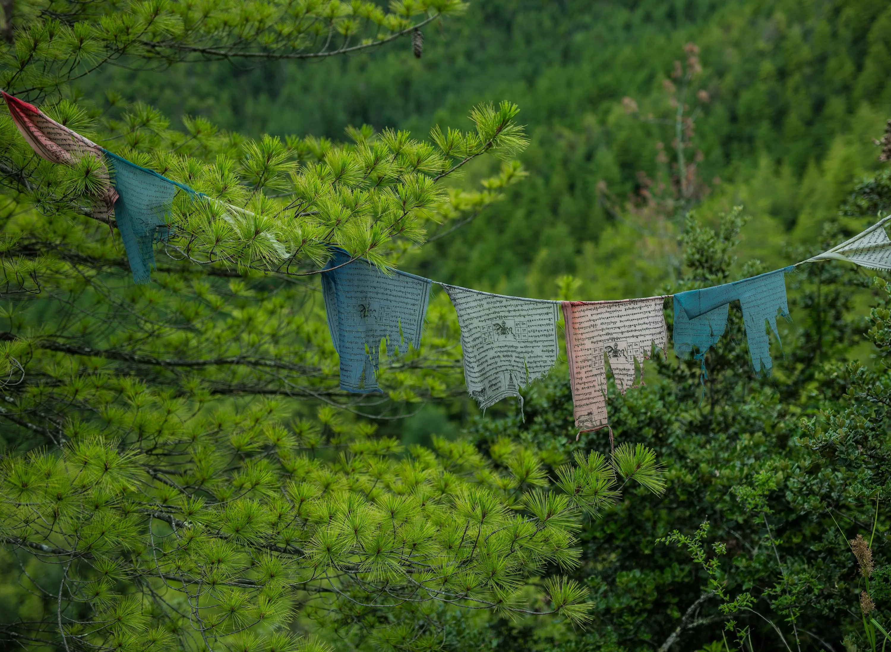 How to Travel to Bhutan from Estonia (2025): A Complete Guide to Visa, SDF, Flights, & Itineraries