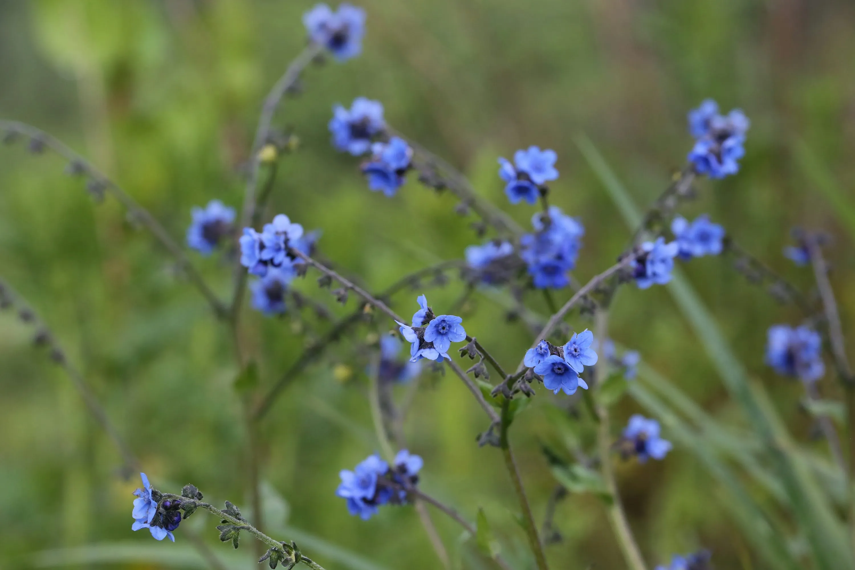 How to Travel to Bhutan from Mozambique (2025): A Complete Guide to Visa, SDF, Flights, & Itineraries