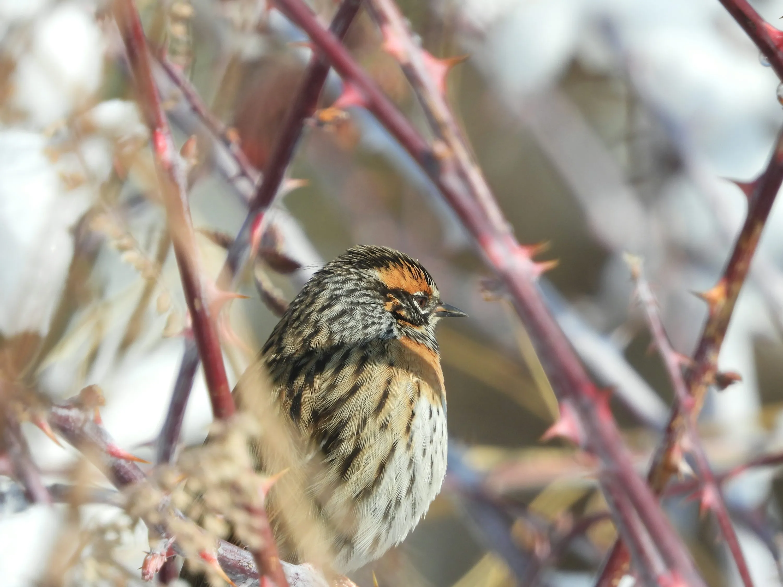 How to Travel to Bhutan from Albania (2025): A Complete Guide to Visa, SDF, Flights, & Itineraries