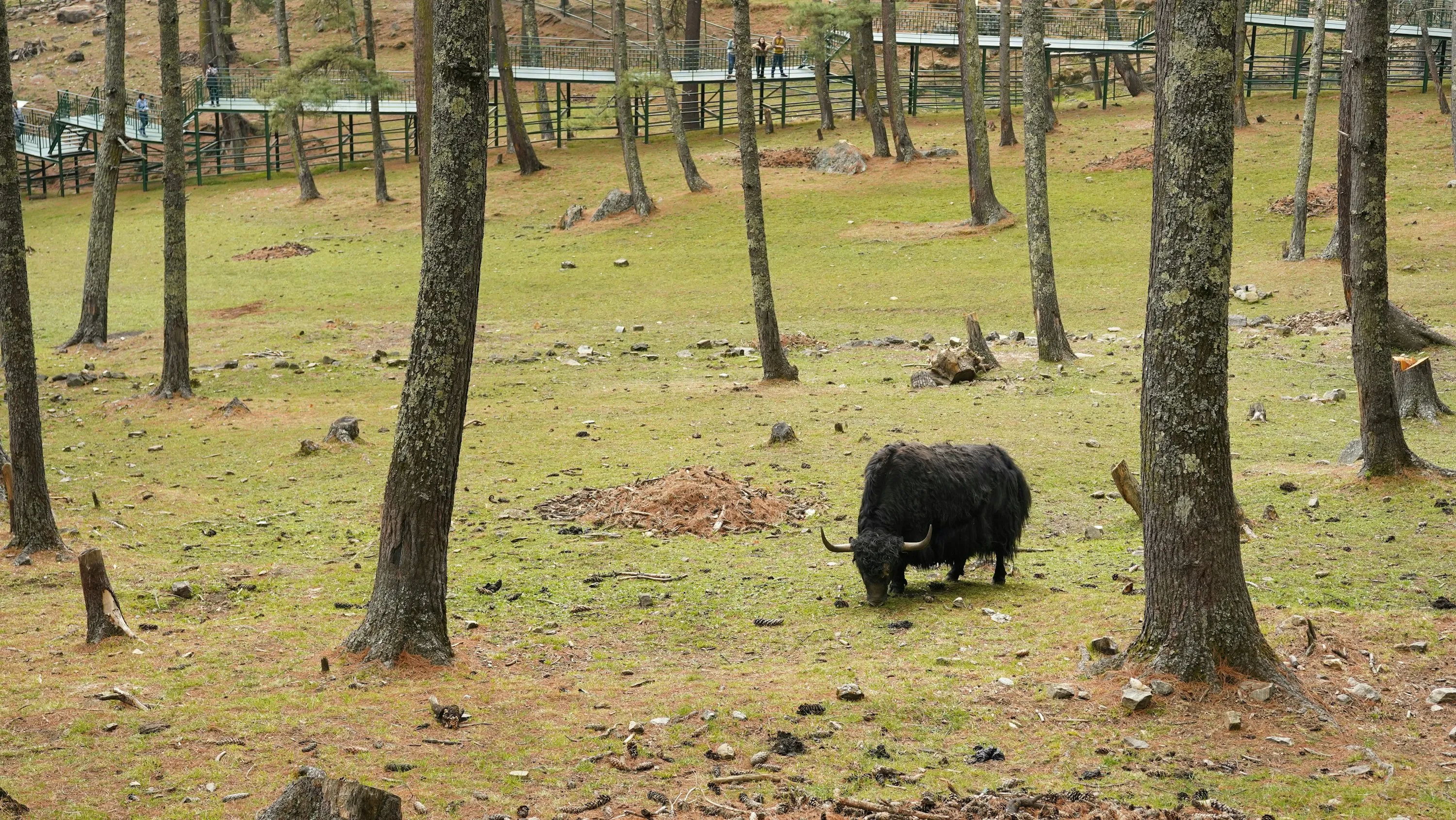 How to Travel to Bhutan from Solomon Islands (2025): A Complete Guide to Visa, SDF, Flights, & Itineraries